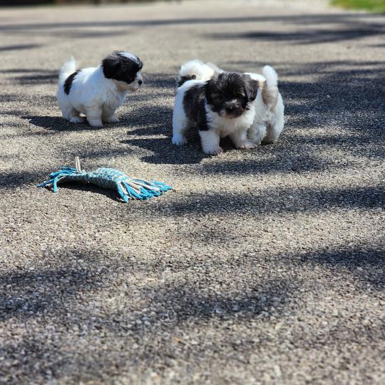chiot Coton de tulear Sab.Pbl.Env B Élevage du Royaume des P'tits Loups  