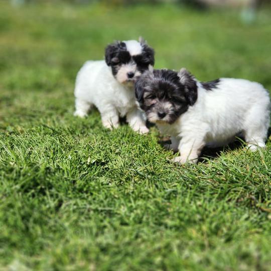 chiot Coton de tulear Sab.Pbl.Env B Élevage du Royaume des P'tits Loups  