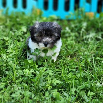 B Femelle Coton de tulear