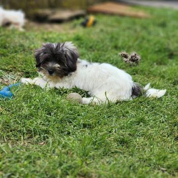 B Femelle Coton de tulear