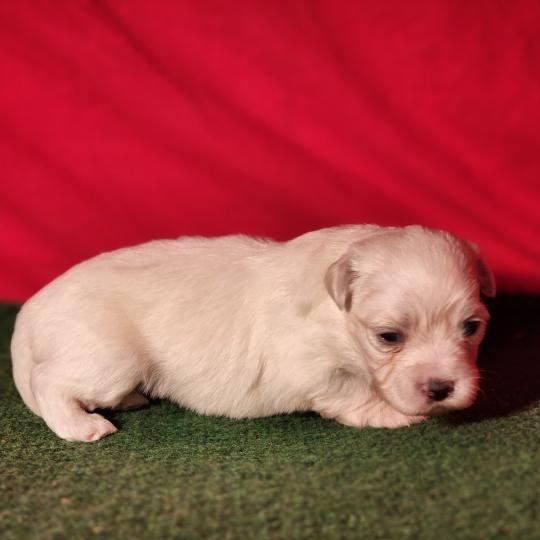 chiot Coton de tulear Sab.Pbl.Env B Élevage du Royaume des P'tits Loups  