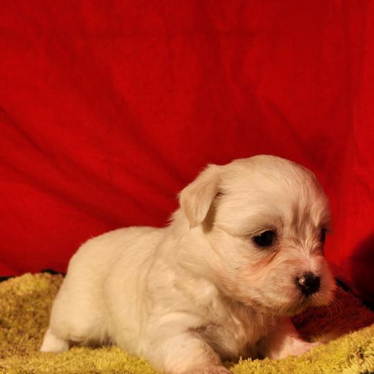 chiot Coton de tulear Sab.Pbl.Env B Élevage du Royaume des P'tits Loups  