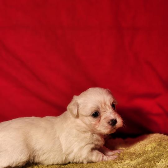 chiot Coton de tulear Sab.Pbl.Env B Élevage du Royaume des P'tits Loups  