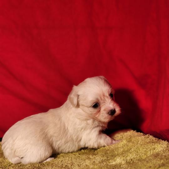 chiot Coton de tulear Sab.Pbl.Env B Élevage du Royaume des P'tits Loups  
