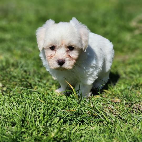 chiot Coton de tulear Sab.Pbl.Env B Élevage du Royaume des P'tits Loups  