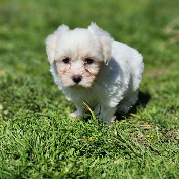 B Femelle Coton de tulear