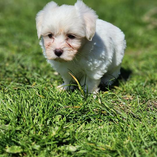 chiot Coton de tulear Sab.Pbl.Env B Élevage du Royaume des P'tits Loups  
