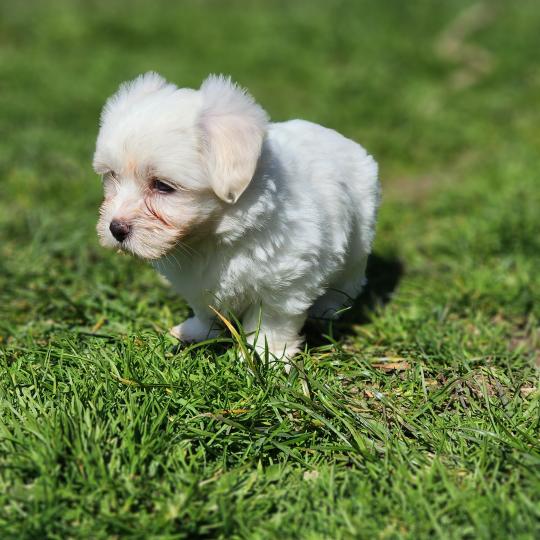 chiot Coton de tulear Sab.Pbl.Env B Élevage du Royaume des P'tits Loups  