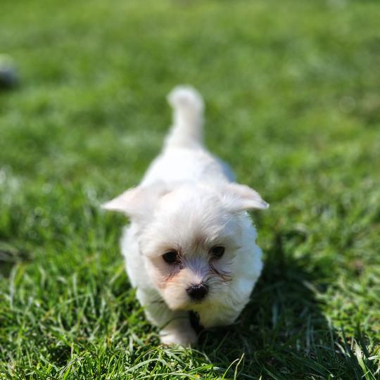 chiot Coton de tulear Sab.Pbl.Env B Élevage du Royaume des P'tits Loups  