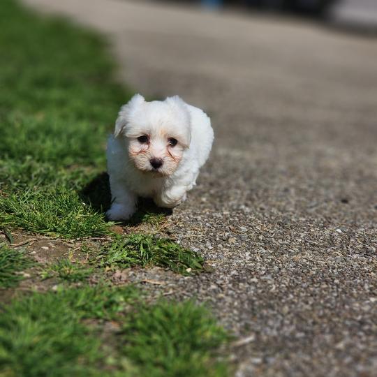 chiot Coton de tulear Sab.Pbl.Env B Élevage du Royaume des P'tits Loups  