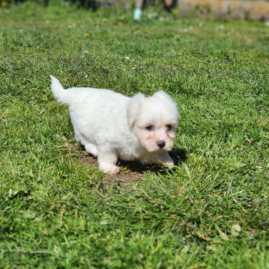 chiot Coton de tulear Sab.Pbl.Env B Élevage du Royaume des P'tits Loups  