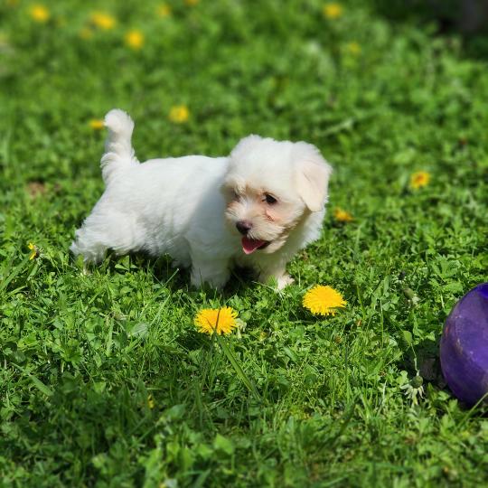 chiot Coton de tulear Sab.Pbl.Env B Élevage du Royaume des P'tits Loups  