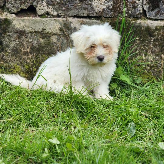chiot Coton de tulear Sab.Pbl.Env B Élevage du Royaume des P'tits Loups  