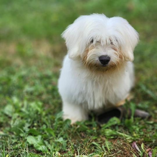 chiot Coton de tulear Sab.Pbl.Env B Élevage du Royaume des P'tits Loups  