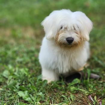 B Femelle Coton de tulear