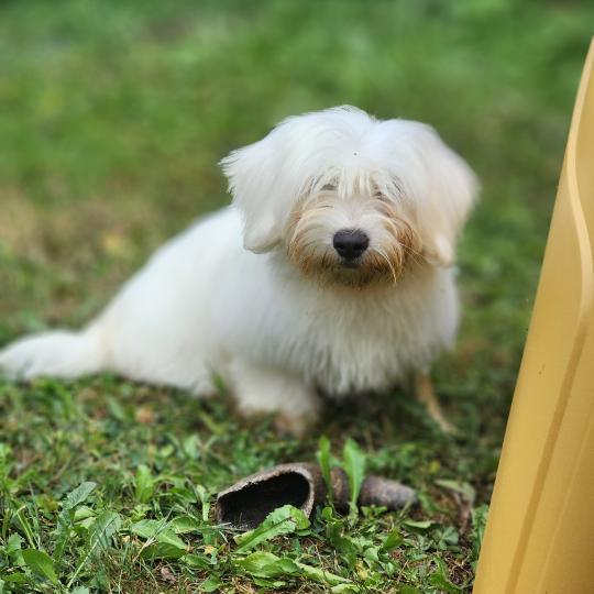 chiot Coton de tulear Sab.Pbl.Env B Élevage du Royaume des P'tits Loups  