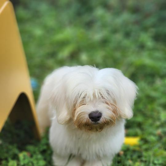 chiot Coton de tulear Sab.Pbl.Env B Élevage du Royaume des P'tits Loups  
