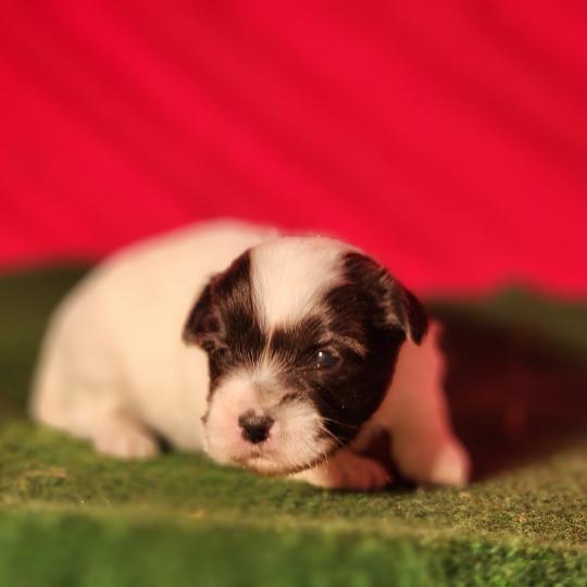 chiot Coton de tulear Sab.Pbl.Env B Élevage du Royaume des P'tits Loups  