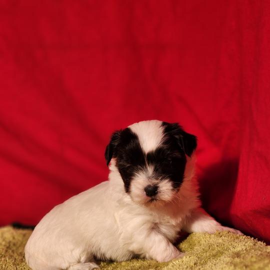 chiot Coton de tulear Sab.Pbl.Env B Élevage du Royaume des P'tits Loups  