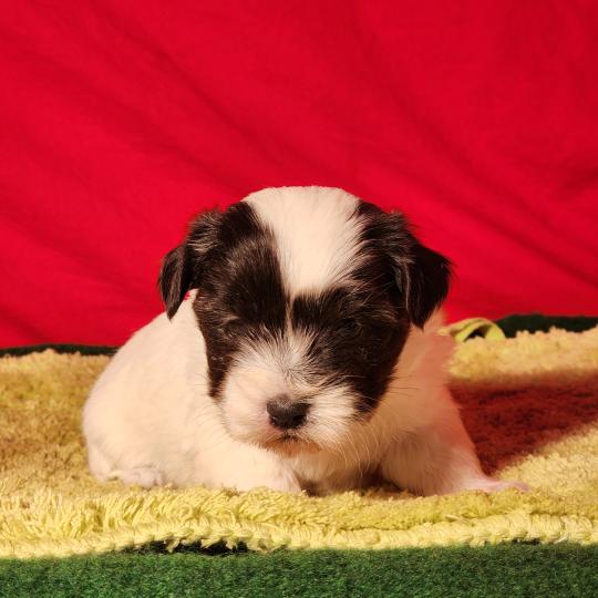chiot Coton de tulear Sab.Pbl.Env B Élevage du Royaume des P'tits Loups  