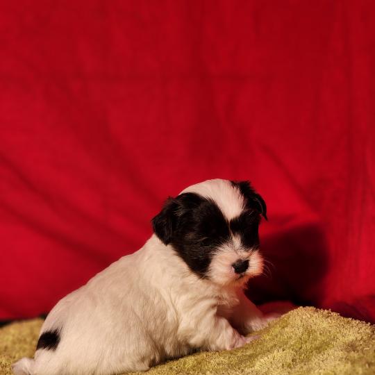 chiot Coton de tulear Sab.Pbl.Env B Élevage du Royaume des P'tits Loups  