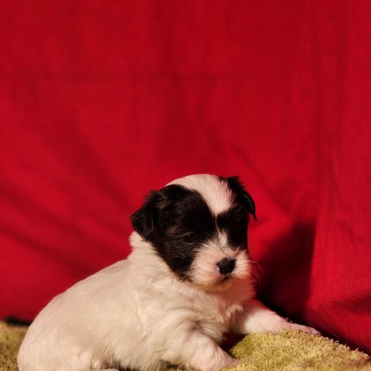 chiot Coton de tulear Sab.Pbl.Env B Élevage du Royaume des P'tits Loups  