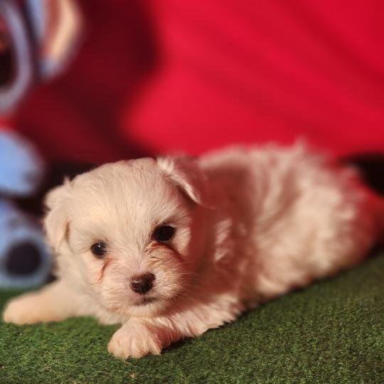 chiot Coton de tulear blc B Élevage du Royaume des P'tits Loups  