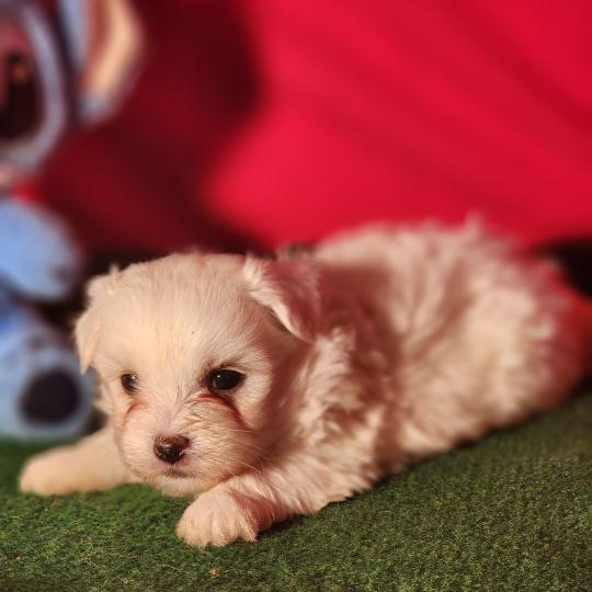 chiot Coton de tulear blc B Élevage du Royaume des P'tits Loups  