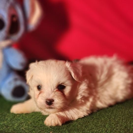 chiot Coton de tulear blc B Élevage du Royaume des P'tits Loups  