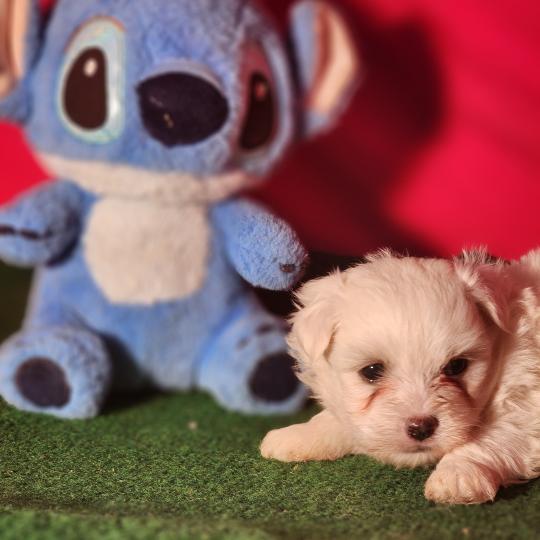 chiot Coton de tulear blc B Élevage du Royaume des P'tits Loups  
