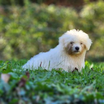 B Mâle Coton de tulear