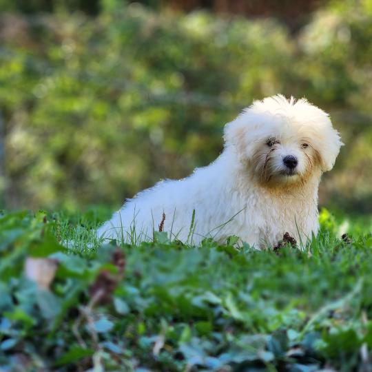 chiot Coton de tulear blc B Élevage du Royaume des P'tits Loups  