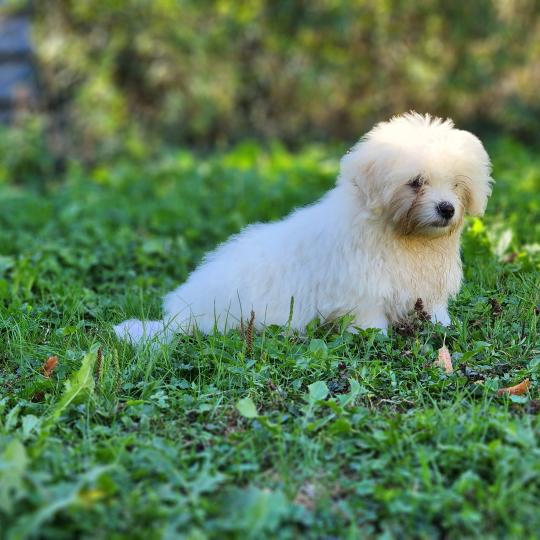 chiot Coton de tulear blc B Élevage du Royaume des P'tits Loups  