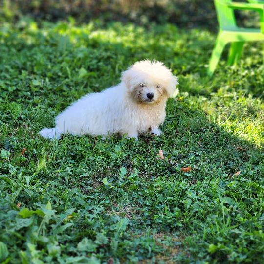 chiot Coton de tulear blc B Élevage du Royaume des P'tits Loups  