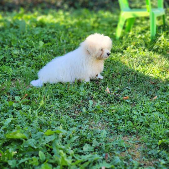 chiot Coton de tulear blc B Élevage du Royaume des P'tits Loups  