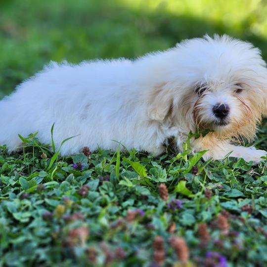 chiot Coton de tulear blc B Élevage du Royaume des P'tits Loups  