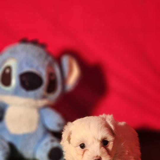 chiot Coton de tulear blc B Élevage du Royaume des P'tits Loups  