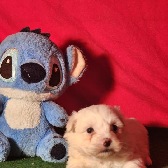 chiot Coton de tulear blc B Élevage du Royaume des P'tits Loups  