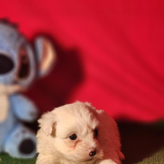 chiot Coton de tulear blc B Élevage du Royaume des P'tits Loups  