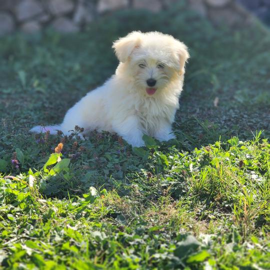 chiot Coton de tulear blc B Élevage du Royaume des P'tits Loups  