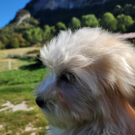 chiot Coton de tulear blc B Élevage du Royaume des P'tits Loups  