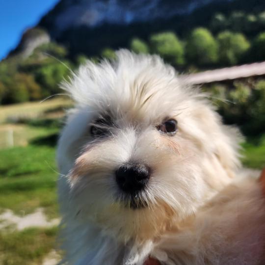 chiot Coton de tulear blc B Élevage du Royaume des P'tits Loups  