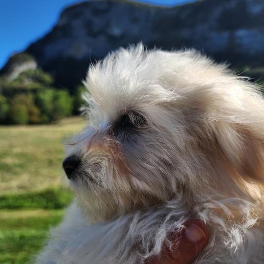 chiot Coton de tulear blc B Élevage du Royaume des P'tits Loups  