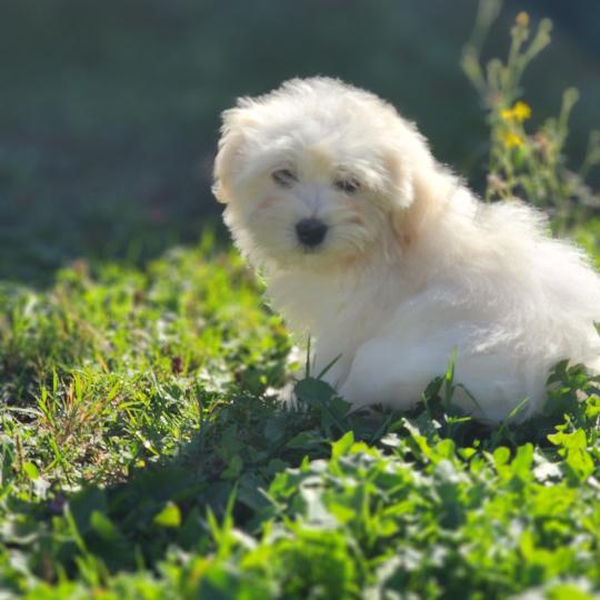 chiot Coton de tulear blc B Élevage du Royaume des P'tits Loups  