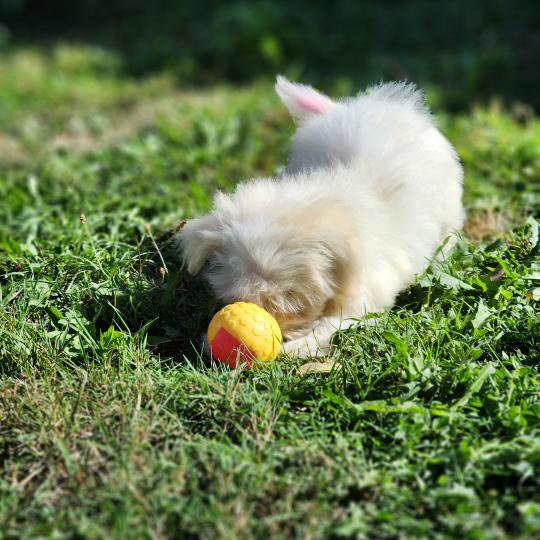chiot Coton de tulear blc B Élevage du Royaume des P'tits Loups  