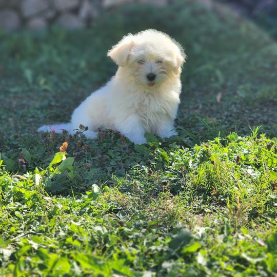 chiot Coton de tulear blc B Élevage du Royaume des P'tits Loups  