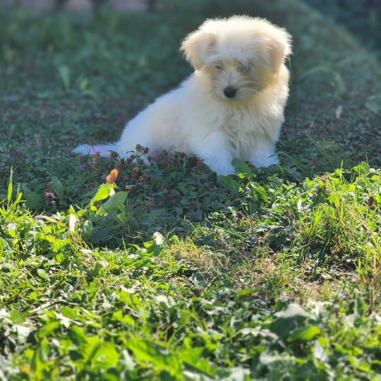 chiot Coton de tulear blc B Élevage du Royaume des P'tits Loups  
