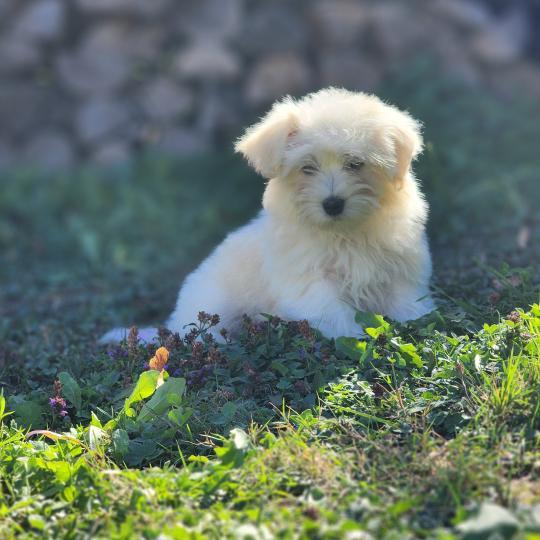 chiot Coton de tulear blc B Élevage du Royaume des P'tits Loups  