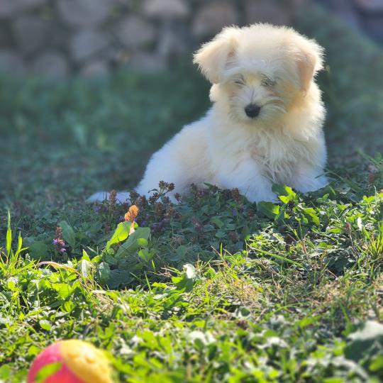 chiot Coton de tulear blc B Élevage du Royaume des P'tits Loups  