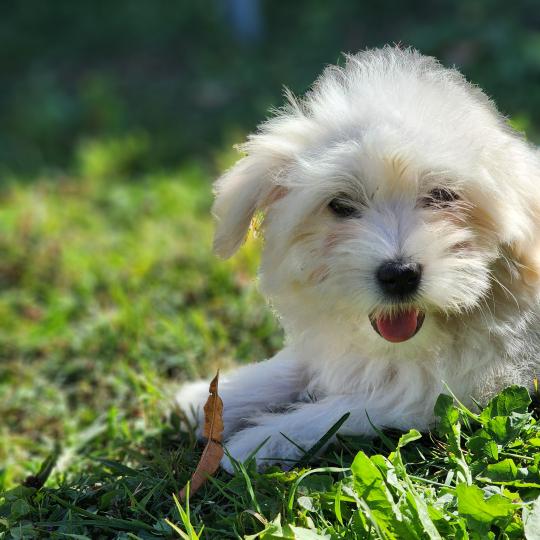 chiot Coton de tulear blc B Élevage du Royaume des P'tits Loups  